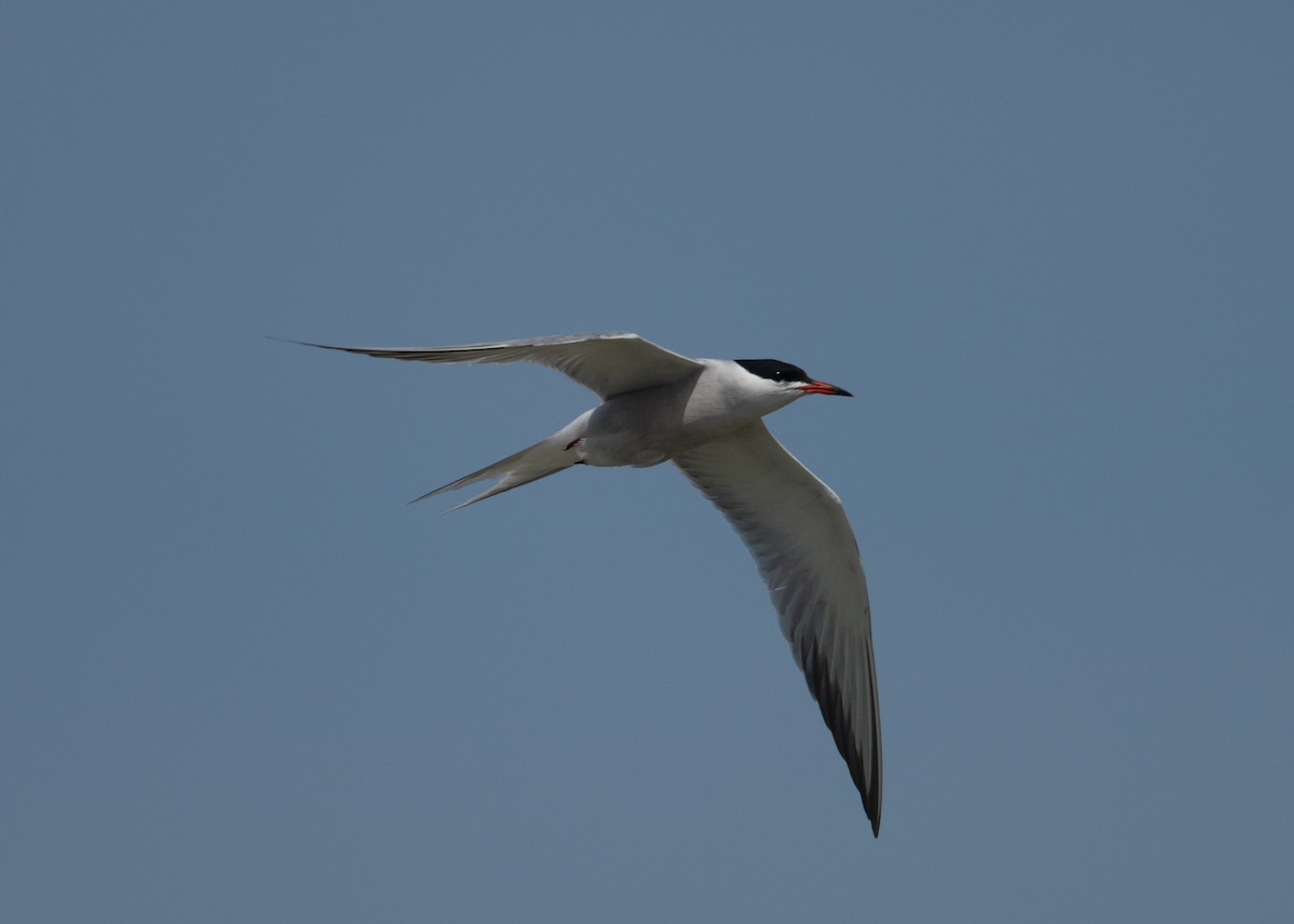 Common Tern - ML619586924