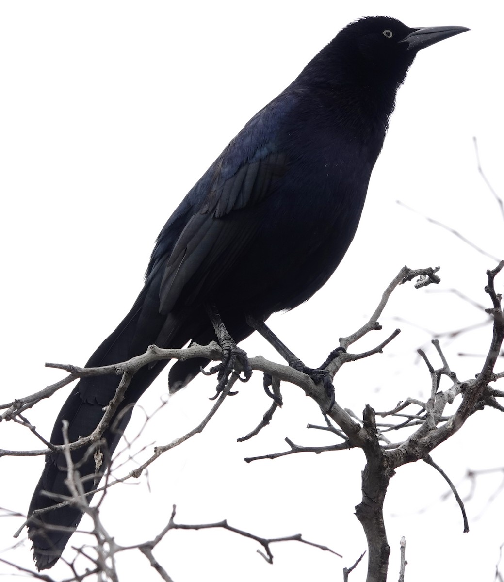Great-tailed Grackle - ML619586932