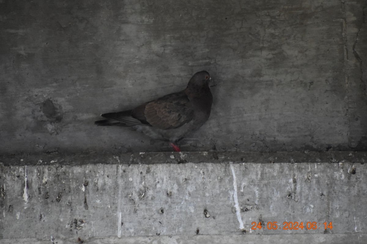 Rock Pigeon (Feral Pigeon) - ML619586948