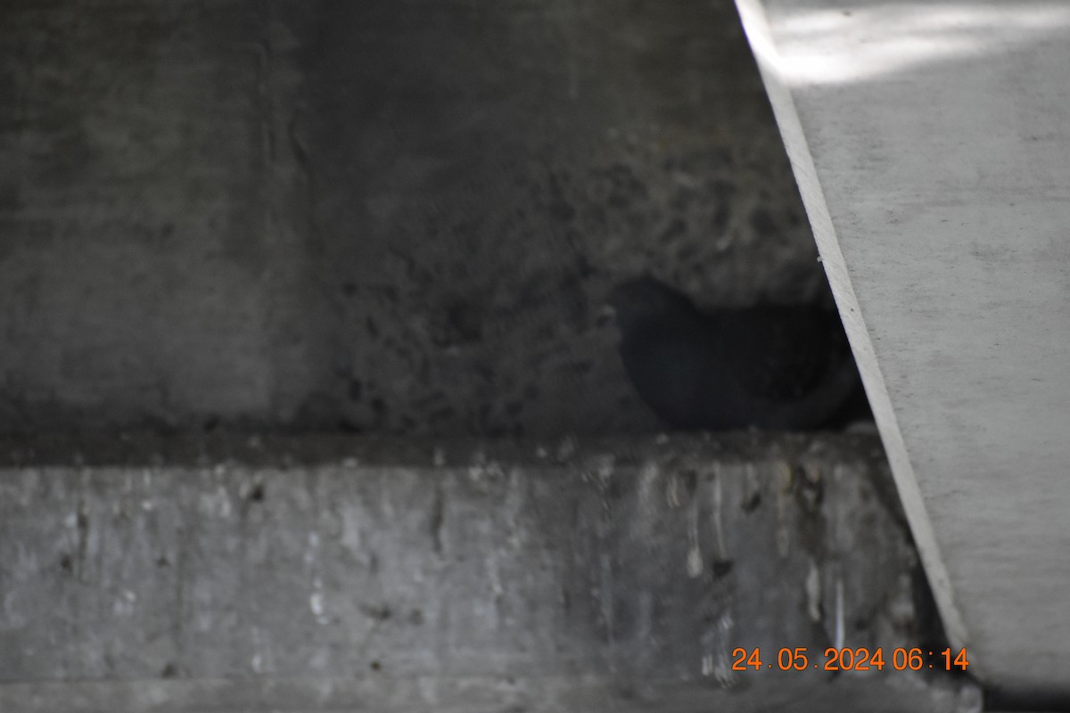 holub skalní (domácí) - ML619586960