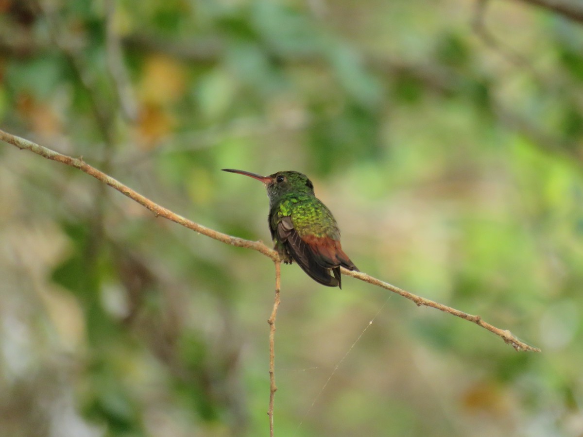 Rufous-tailed Hummingbird - ML619587000