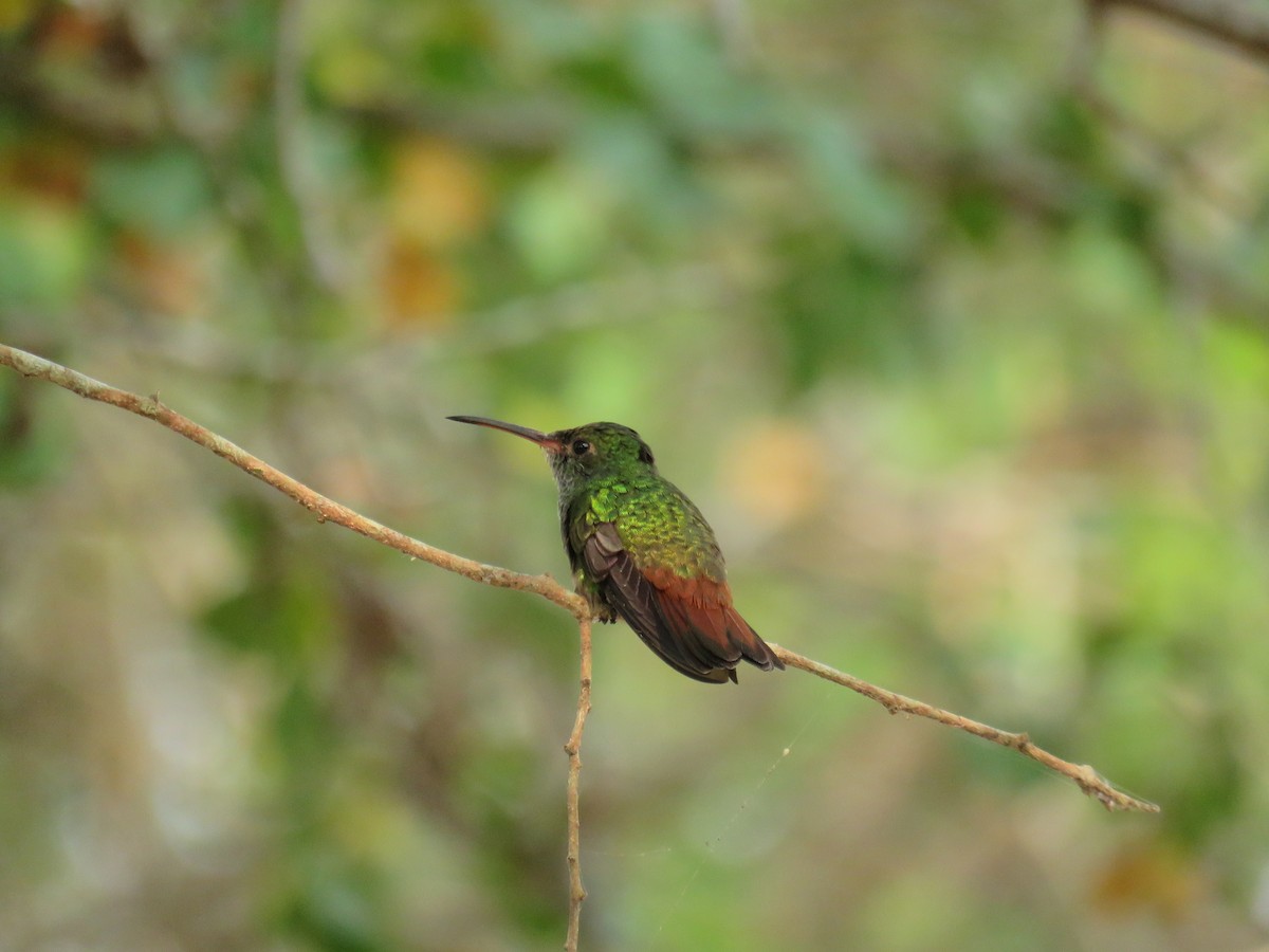 Rufous-tailed Hummingbird - ML619587029