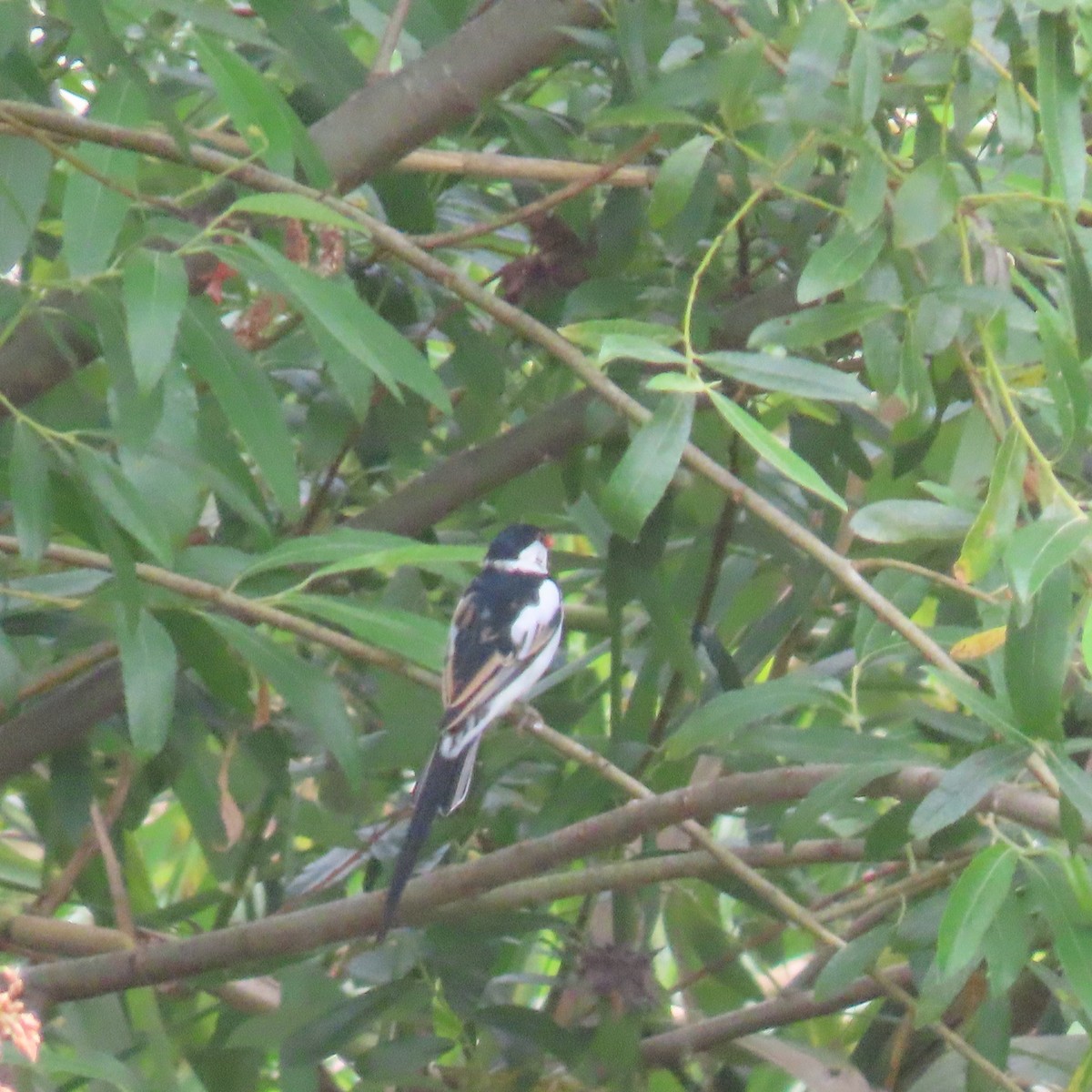 Pin-tailed Whydah - ML619587031