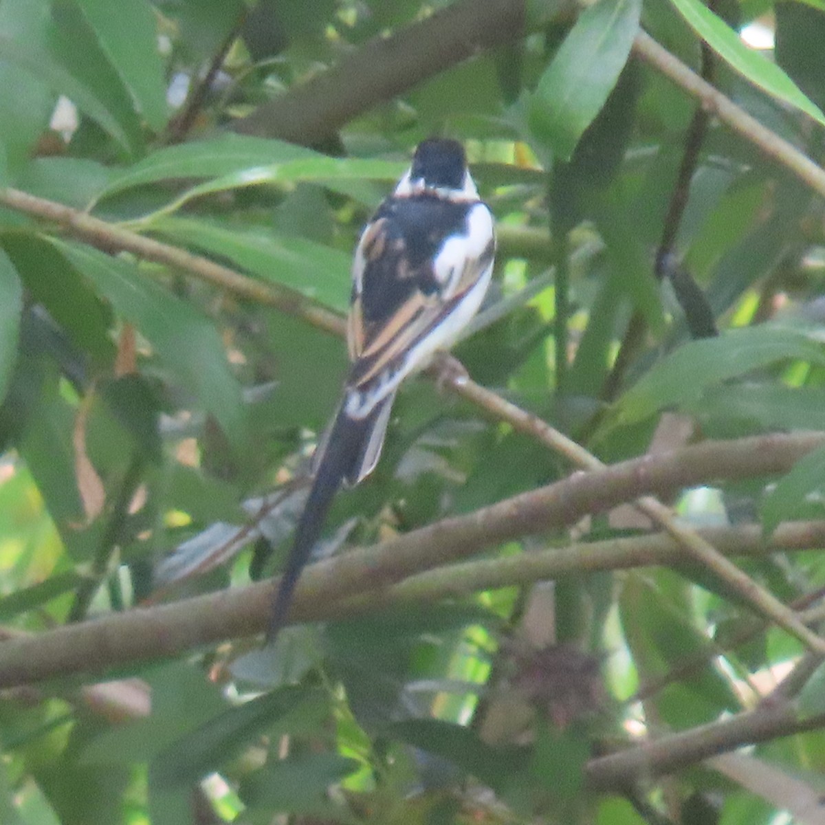 Pin-tailed Whydah - ML619587042