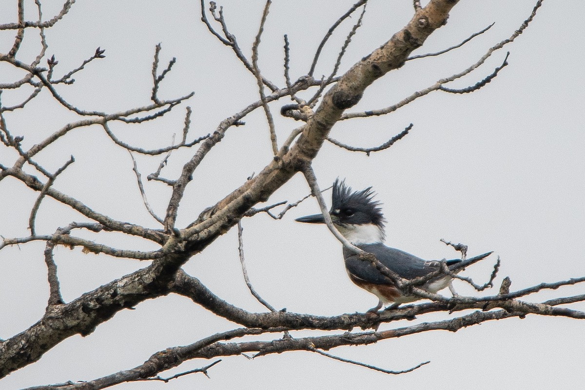 Belted Kingfisher - ML619587063