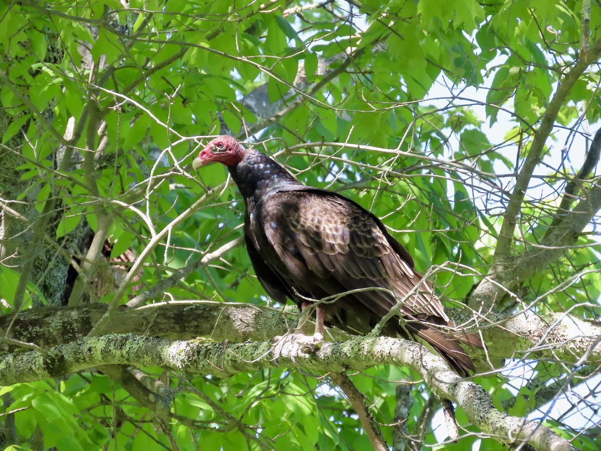 Turkey Vulture - ML619587095