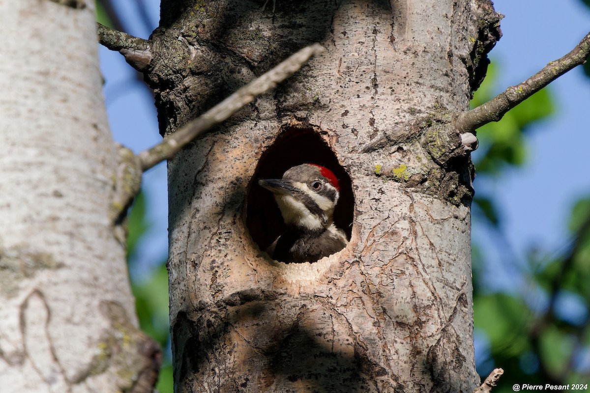Pileated Woodpecker - ML619587097