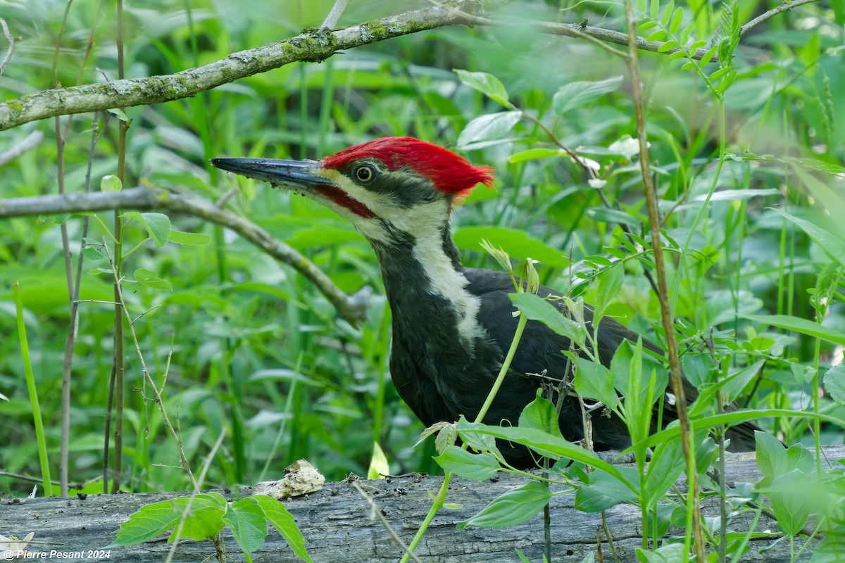 Pileated Woodpecker - ML619587098