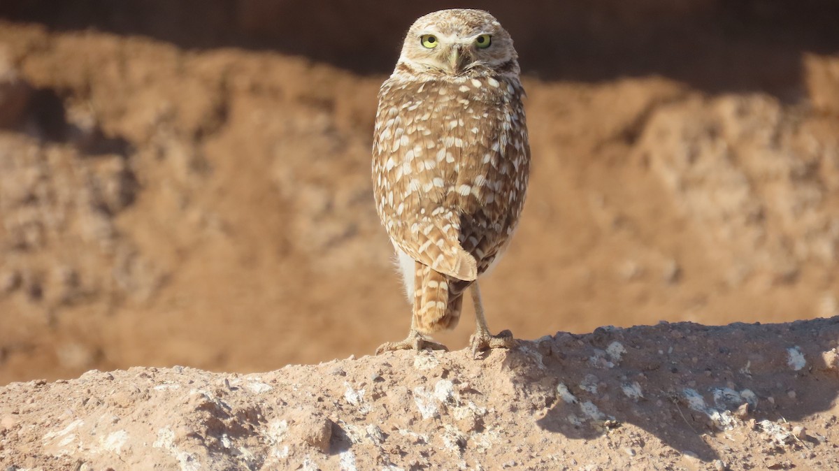 Burrowing Owl - ML619587110