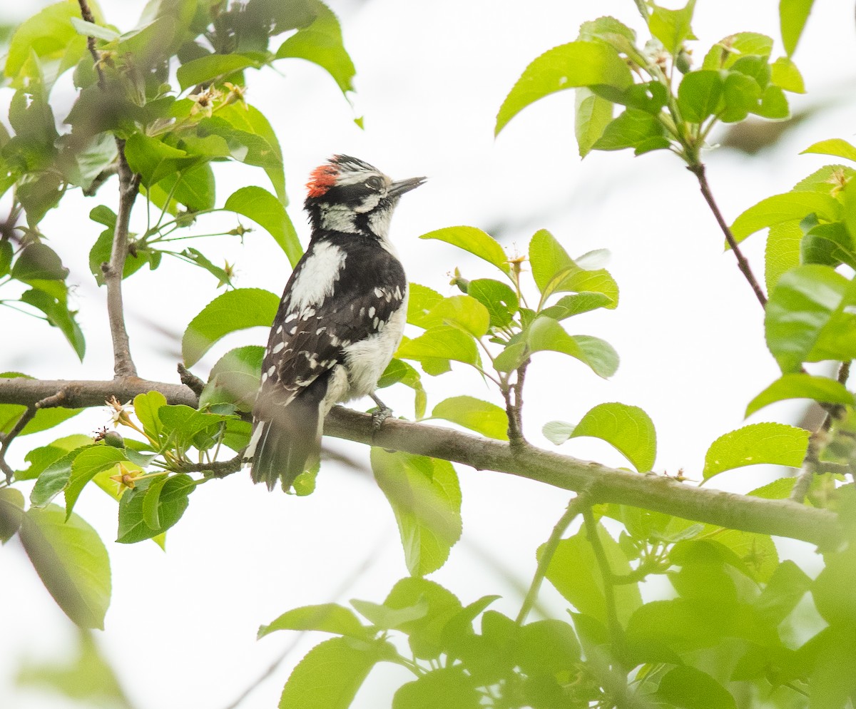 Downy Woodpecker - ML619587121