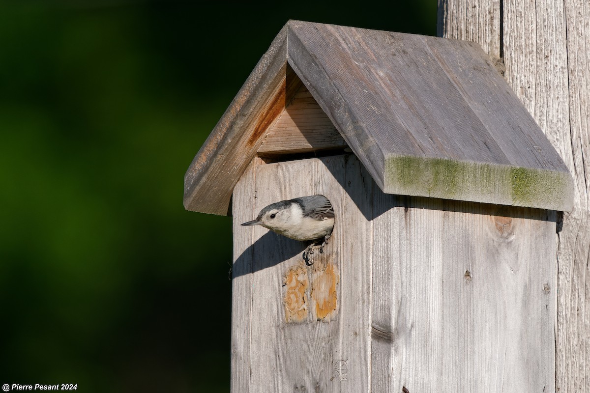 White-breasted Nuthatch - ML619587135