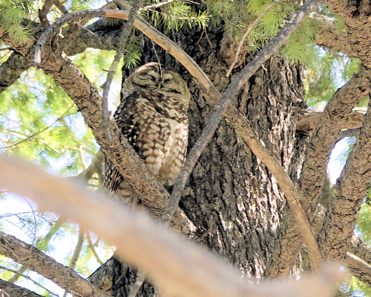 Spotted Owl (Mexican) - ML619587152