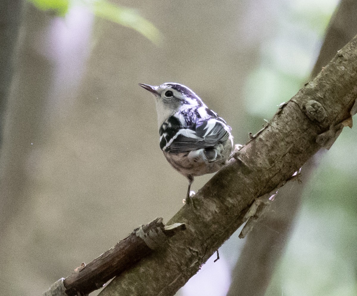 Black-and-white Warbler - ML619587219