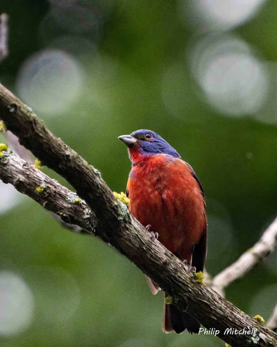 Painted Bunting - ML619587222