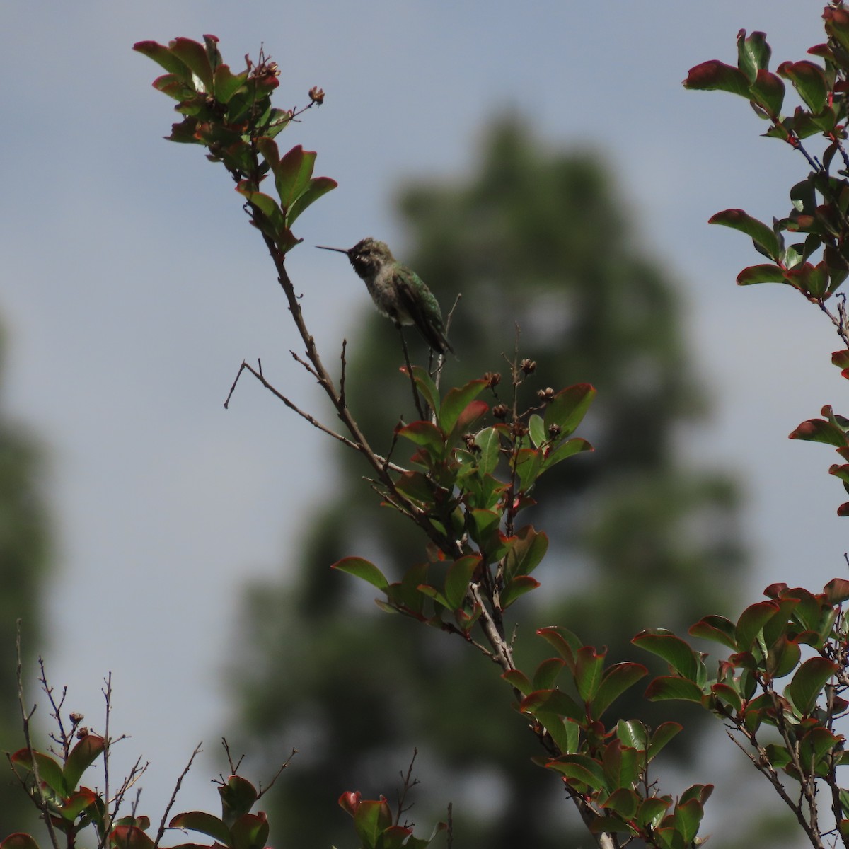 Anna's Hummingbird - ML619587230
