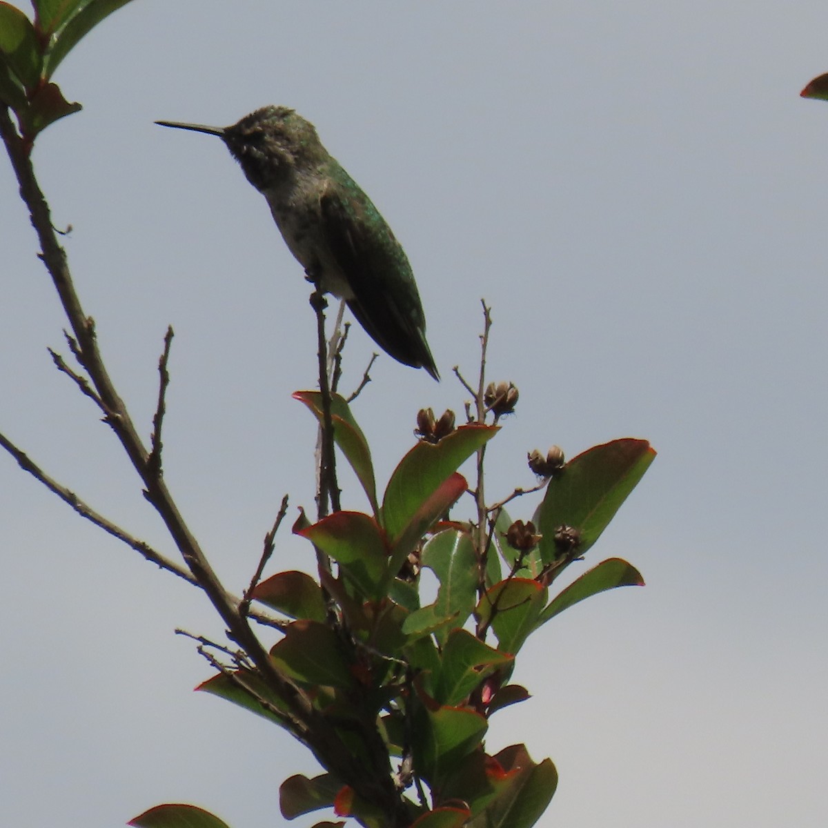 Anna's Hummingbird - ML619587233
