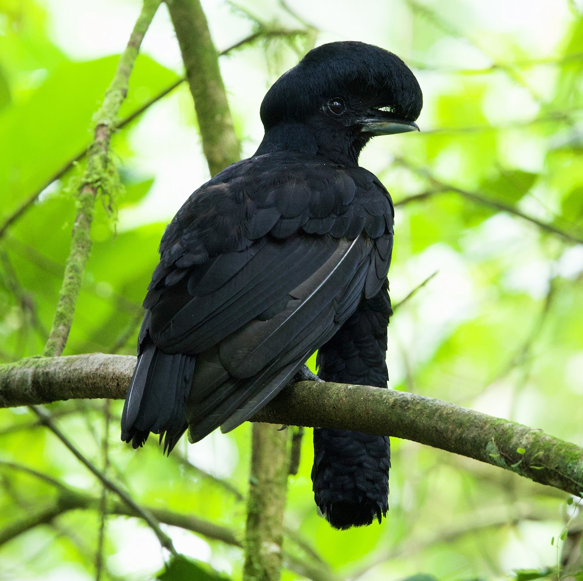 Эквадорская зонтичная птица - ML619587268