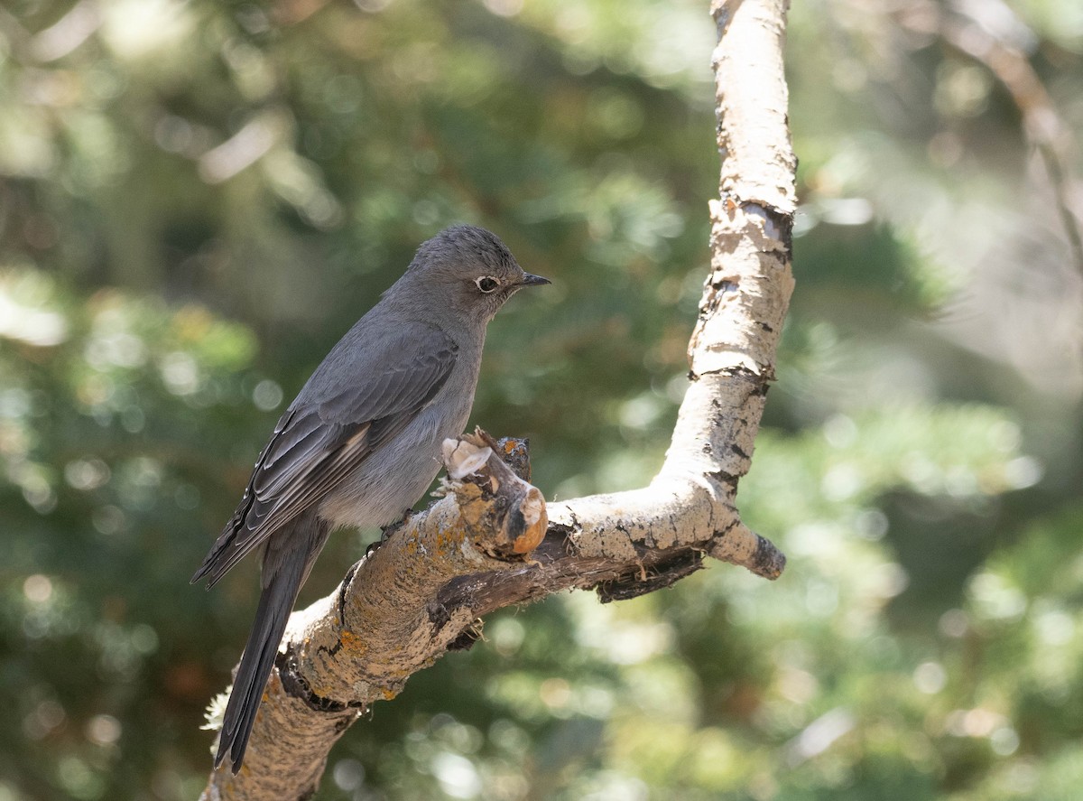 Townsend's Solitaire - ML619587286