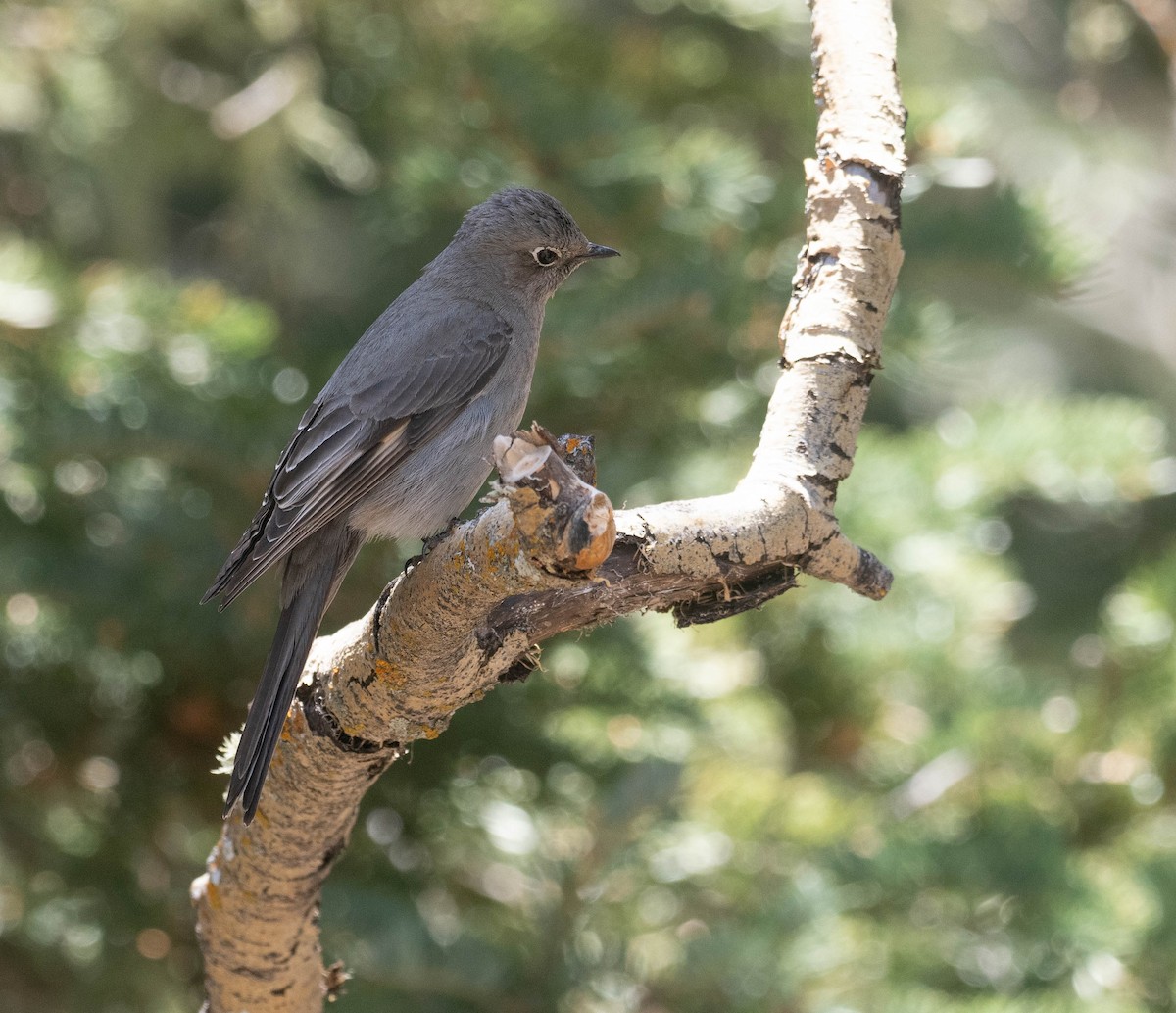 Townsend's Solitaire - ML619587287