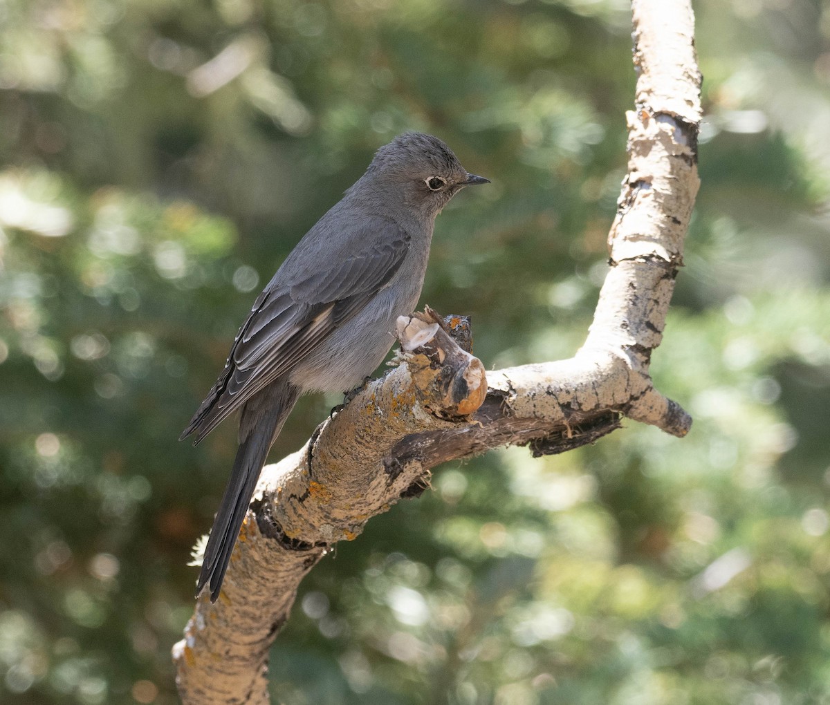 Townsend's Solitaire - ML619587288