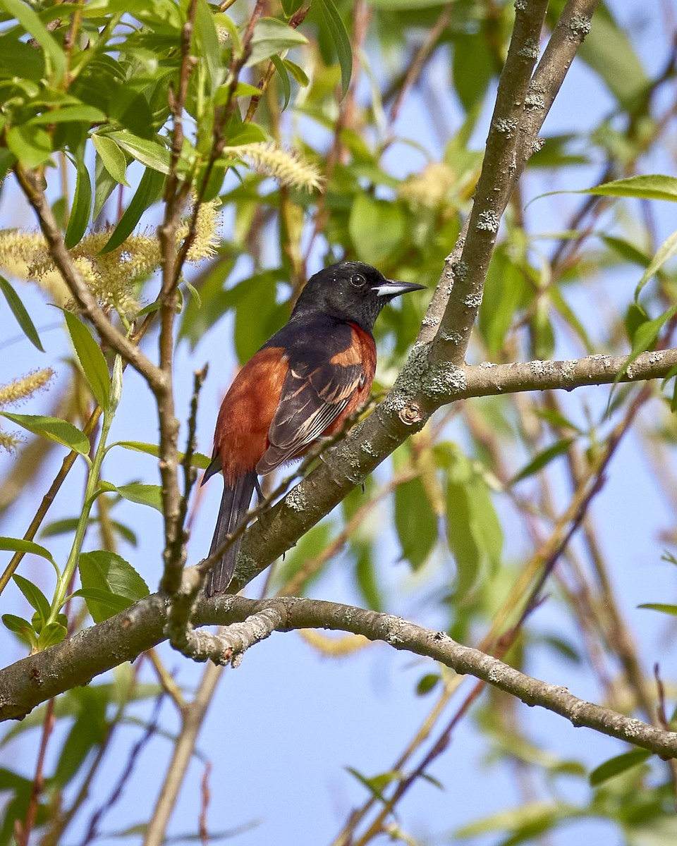Orchard Oriole - ML619587322