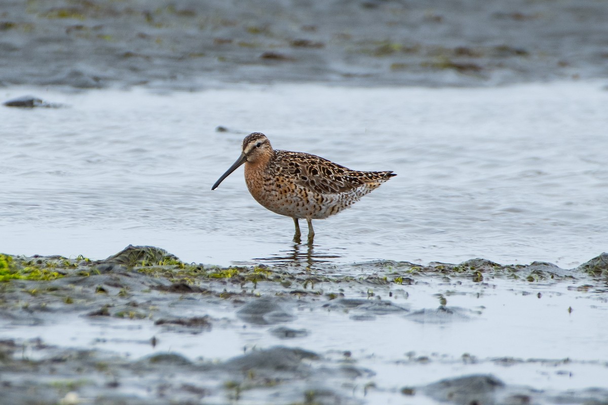 Long-billed Dowitcher - ML619587323