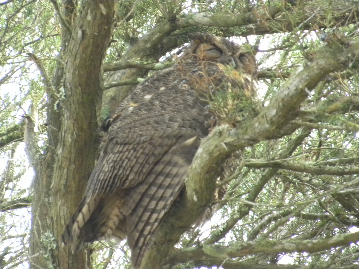 Great Horned Owl - ML619587336