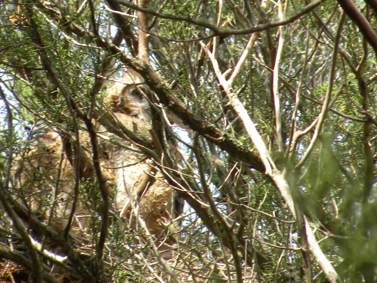 Great Horned Owl - ML619587338