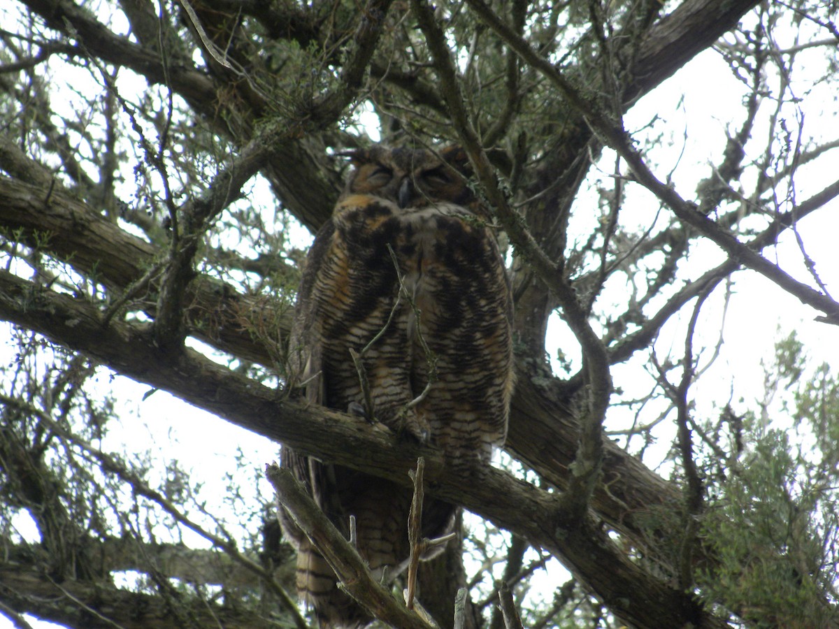 Great Horned Owl - ML619587340