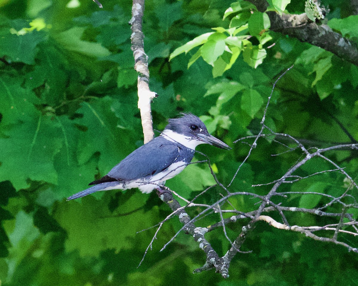 Belted Kingfisher - ML619587366