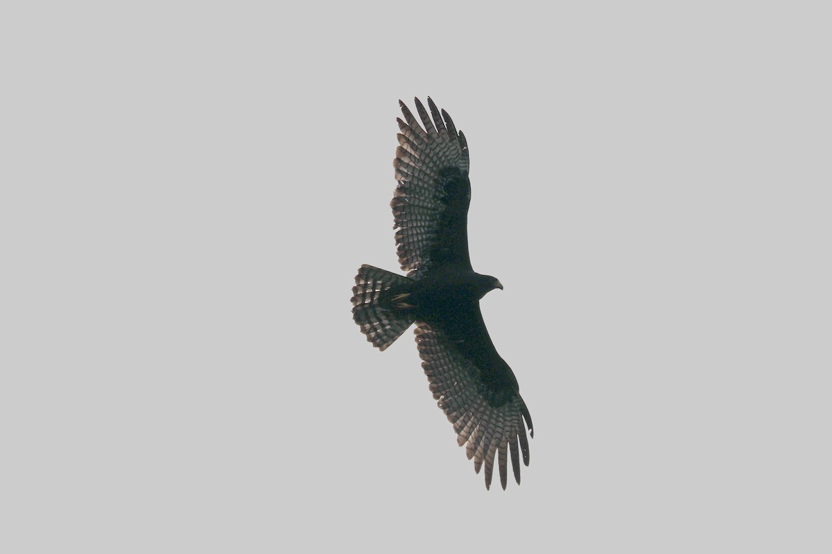 Zone-tailed Hawk - ML619587408