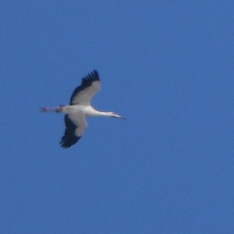 Maguari Stork - ML619587416