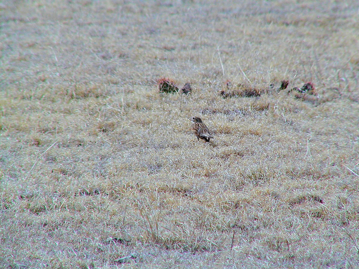 Thick-billed Longspur - ML619587430