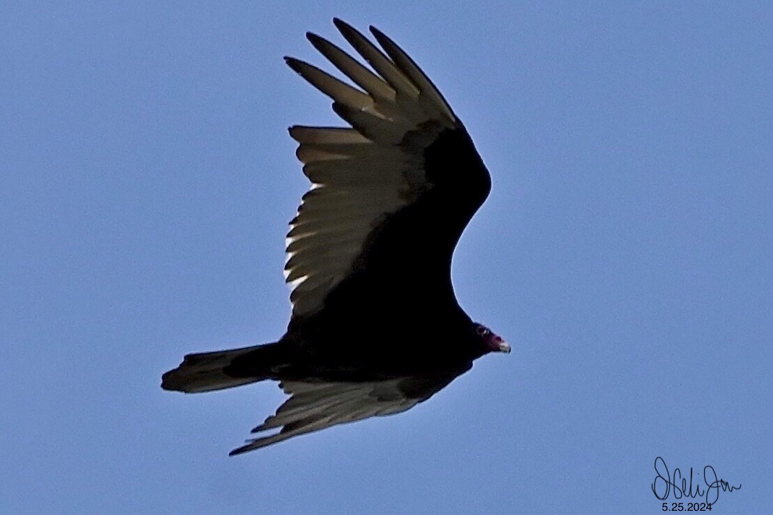 Turkey Vulture - ML619587501
