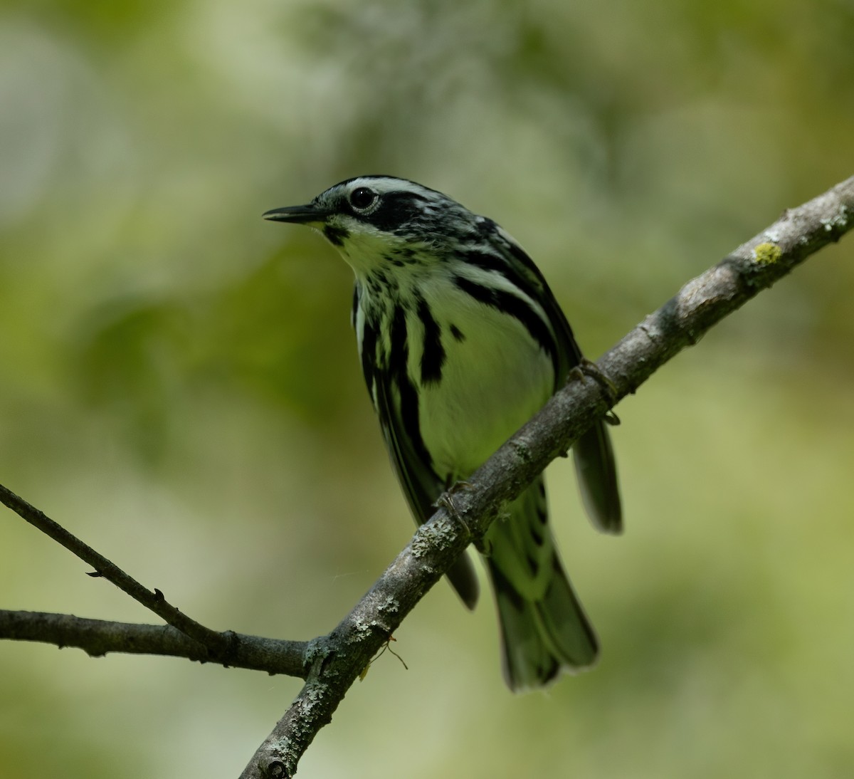 Black-and-white Warbler - ML619587512