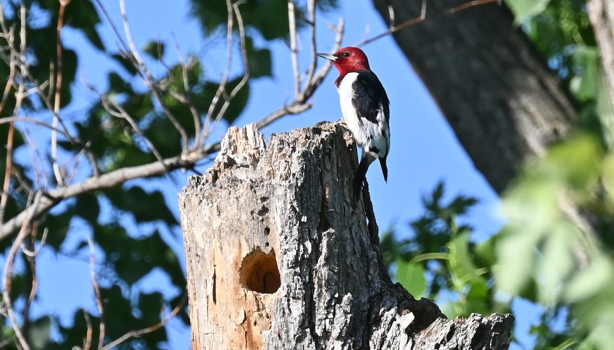 Red-headed Woodpecker - ML619587535