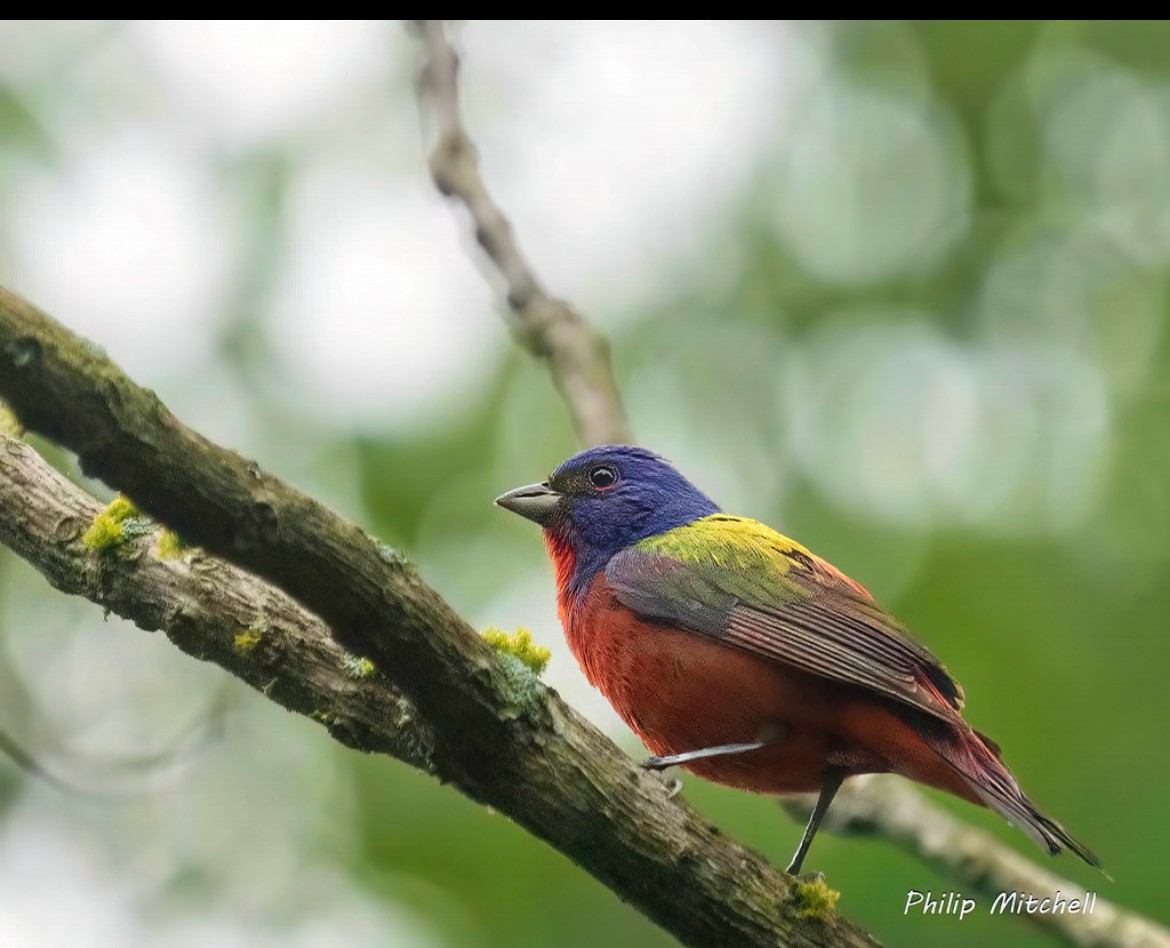 Painted Bunting - ML619587551