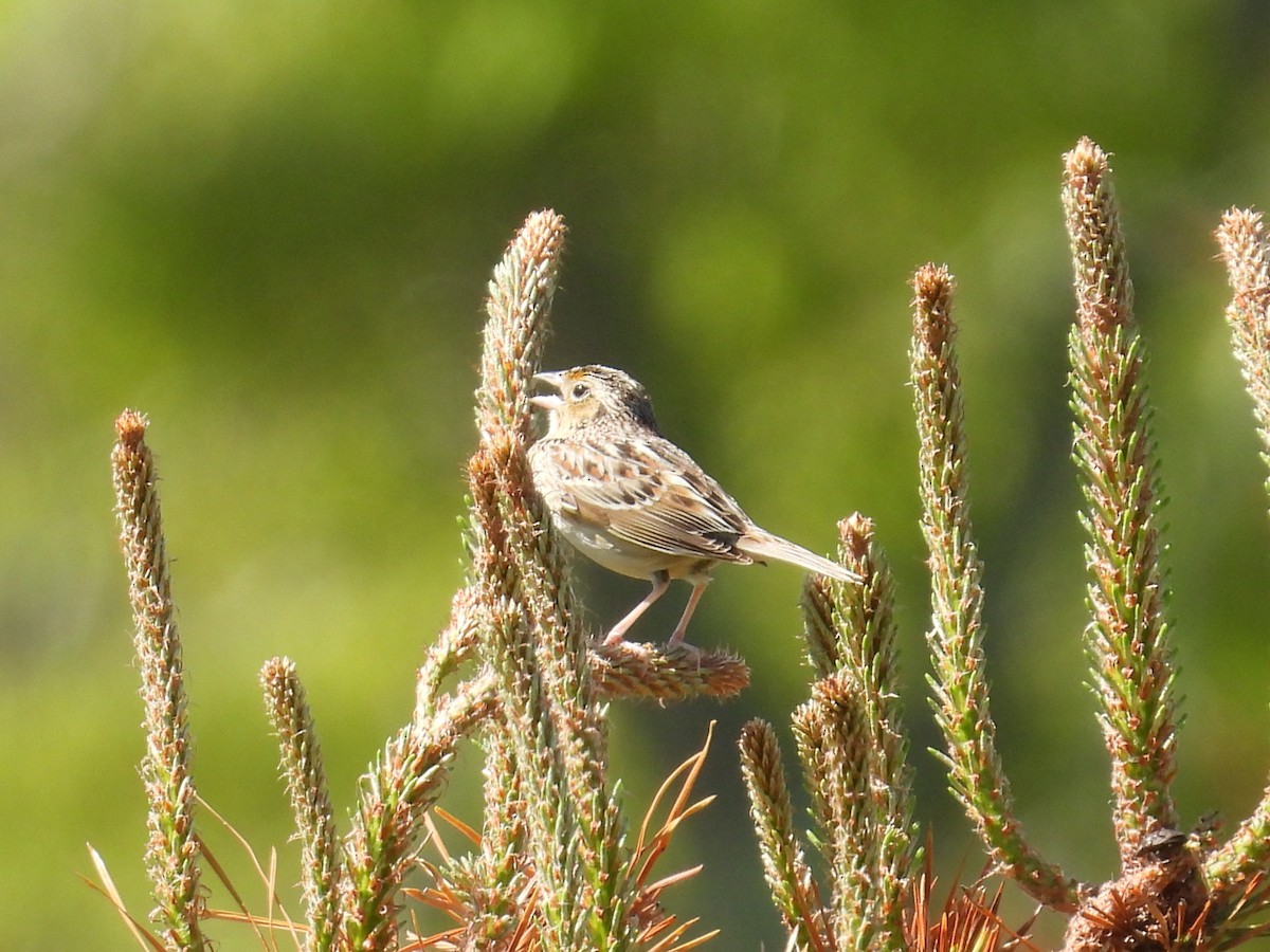 Grasshopper Sparrow - ML619587555