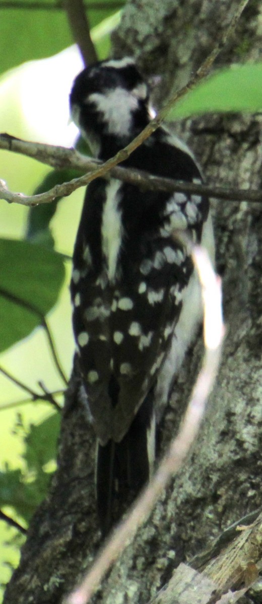 Downy Woodpecker (Eastern) - ML619587563