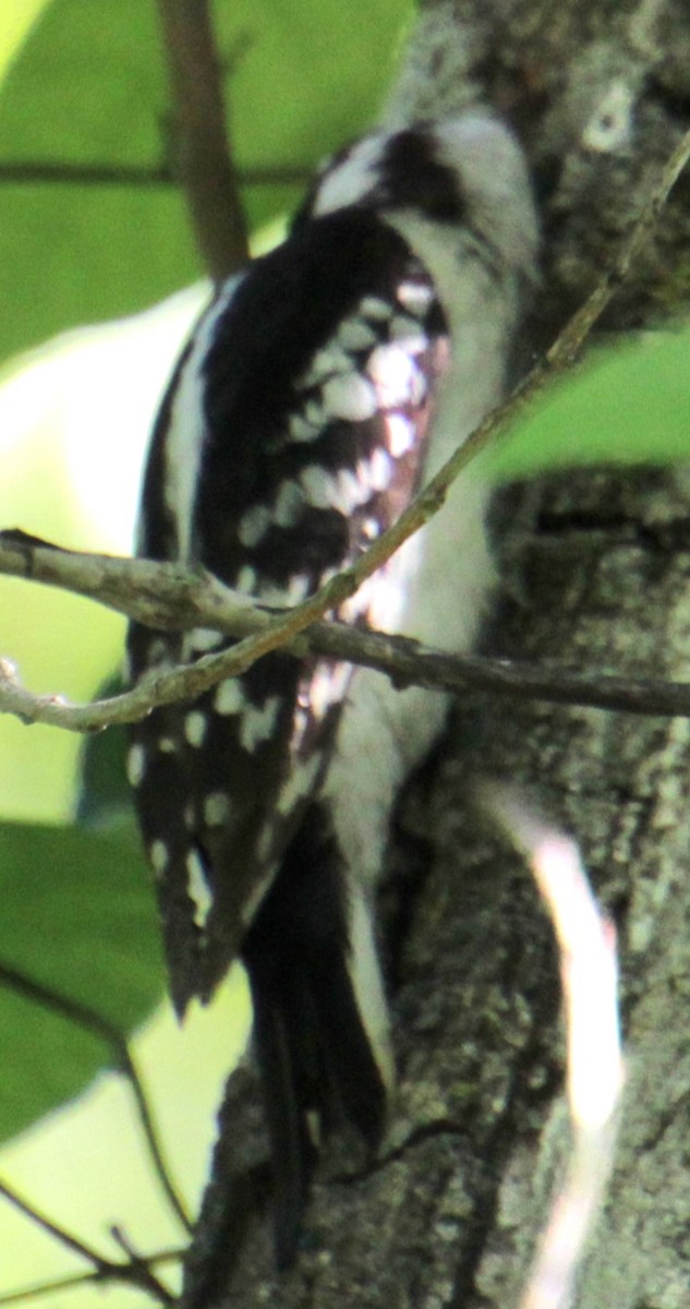 Downy Woodpecker (Eastern) - ML619587564