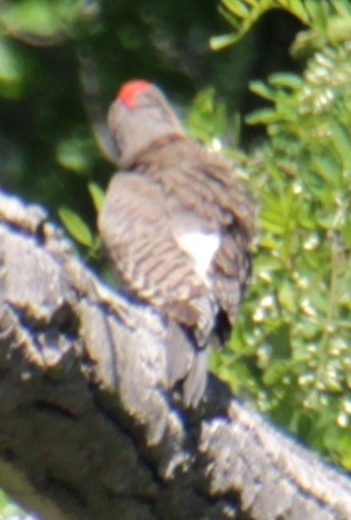 Northern Flicker (Yellow-shafted) - ML619587567