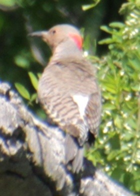 Northern Flicker (Yellow-shafted) - ML619587568