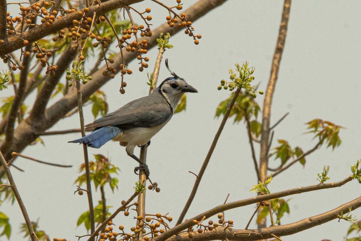 White-throated Magpie-Jay - ML619587625