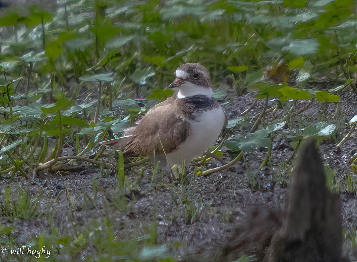 Semipalmated Plover - ML619587658