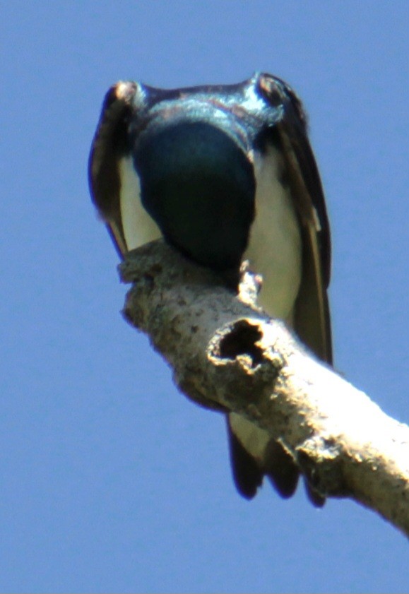 Tree Swallow - ML619587665