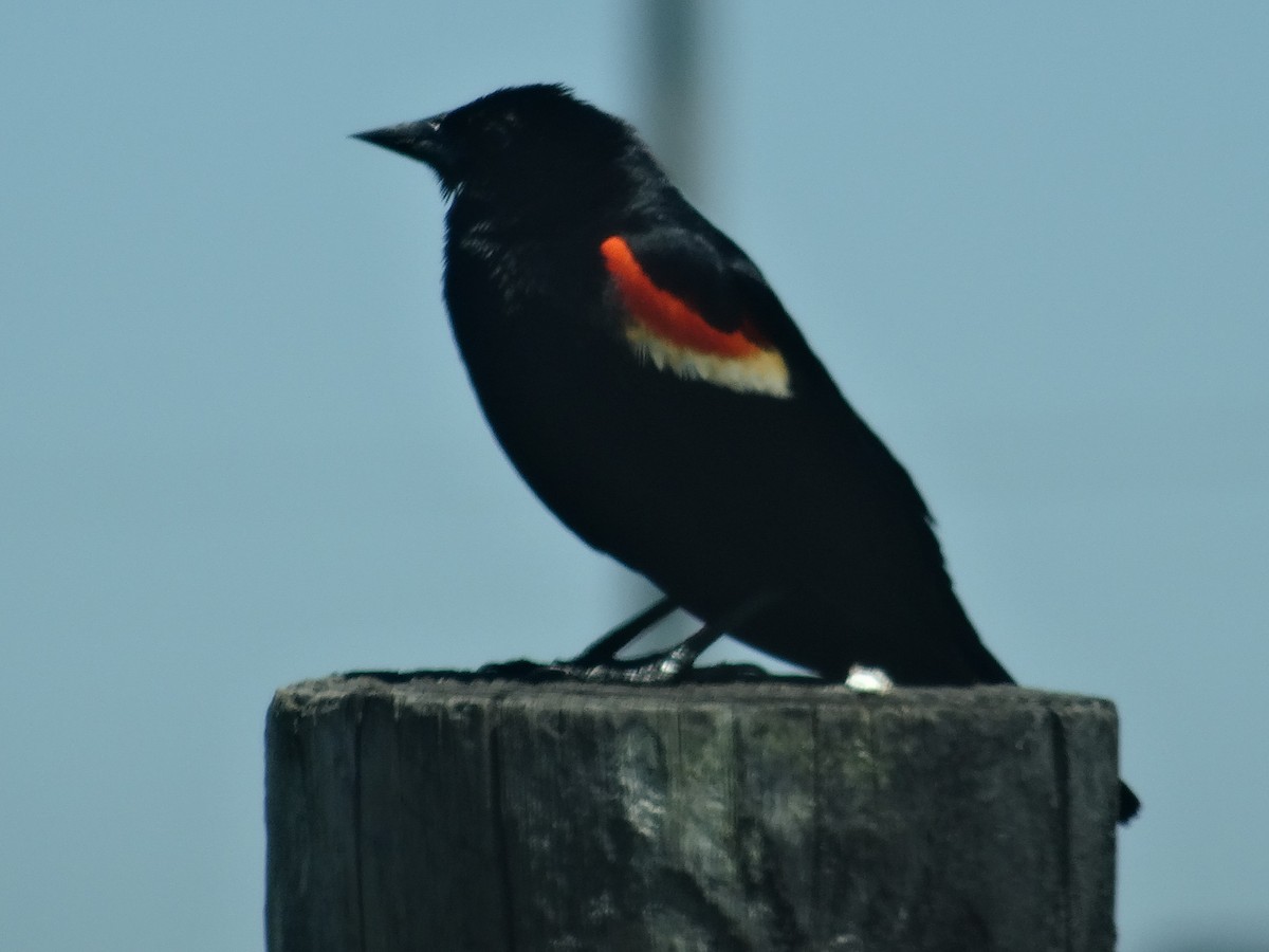 Red-winged Blackbird (Red-winged) - ML619587668