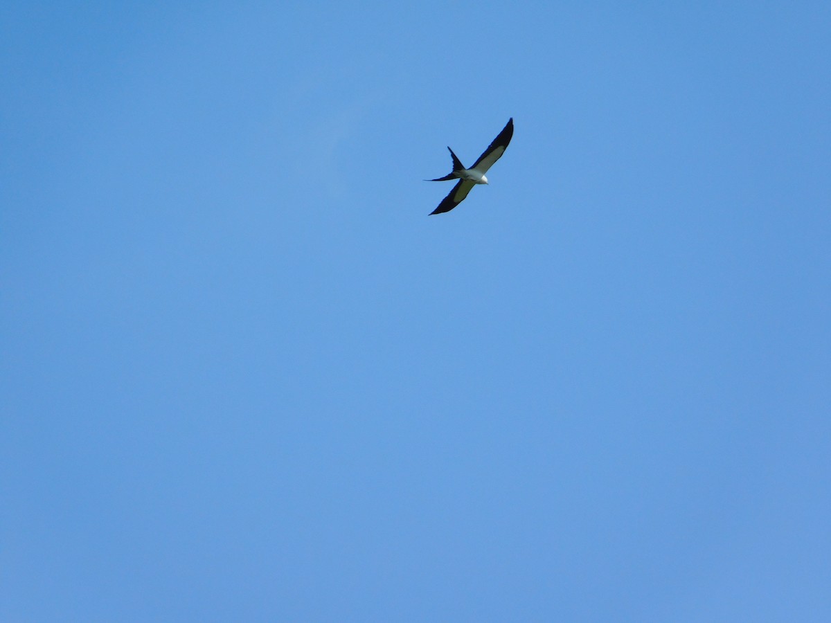 Swallow-tailed Kite - ML619587672