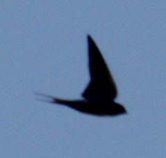Barn Swallow (American) - ML619587673