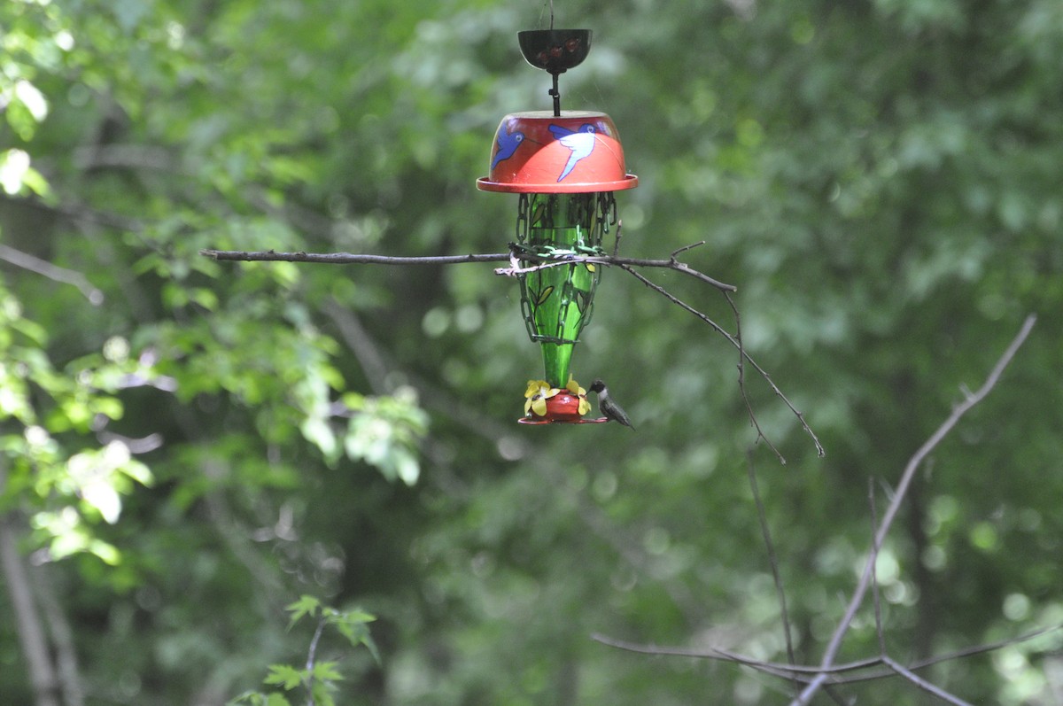 Ruby-throated Hummingbird - ML619587690