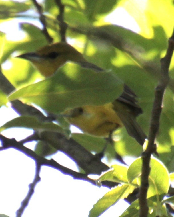 Orchard Oriole - ML619587777